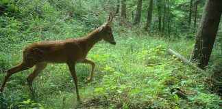 FOTO Secvențe din fauna bogată a Munților Vrancei