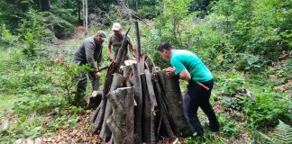Oamenii ajută insectele protejate din Parcul Natural Putna Vrancea să supraviețuiască pe timpul iernii