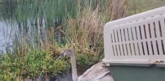 O lebădă s-a reîntors în natură după o săptămână de convalescență