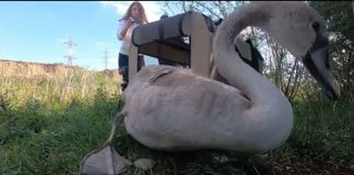 VIDEO O lebădă de vară se poate bucura de o nouă șansă la viață