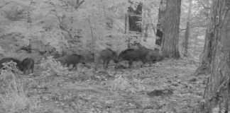 VIDEO Grup de mistreți, în Parcul Natural Putna Vrancea