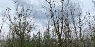 Proiect cu fonduri europene pentru împădurire și protecția faunei în Lunca Siretului