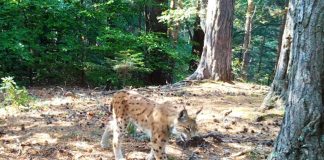 VIDEO Râsul, un animal pe care îl poți vedea în Munții Vrancei