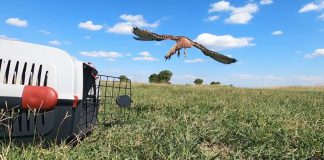 VIDEO Vânturel roșu, eliberat în natură după ce a fost îngrijit