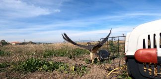 VIDEO Șoim îngrijit la Centrul de la Petrești și eliberat în natură, de Ziua Mondială a Animalelor