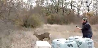 VIDEO Trei căpriori îngrijiți la Centrul ACDB de la Petrești, eliberați în natură