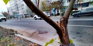 Spațiile verzi, o problemă nerezolvată a administrației focșănene. Primăria Focșani nu a elaborat, încă, Registrul Spațiilor Verzi