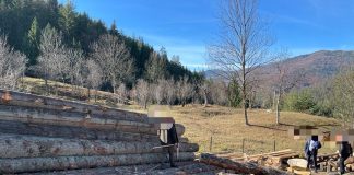 Controale în sectorul silvic, din această săptămână, soldate cu amenzi, confiscări și dosare penale