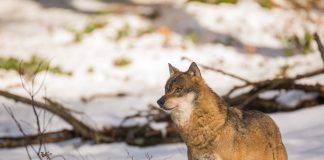 Lupul rămâne specie strict protejată și nu poate fi vânat decât în situații excepționale