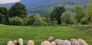 Risc crescut de apariție a unor focare de boli la animale și păsări / Măsuri și recomandări din partea ANSVSA