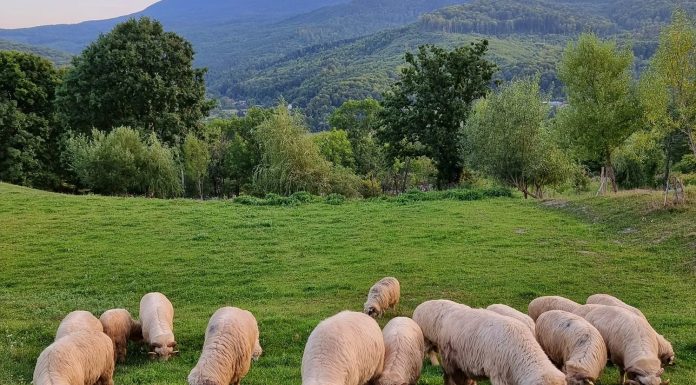 Proiect guvernamental de sprijin pentru sectorul ovin – investiții destinate prevenirii epizootiilor în fermele de ovine și caprine