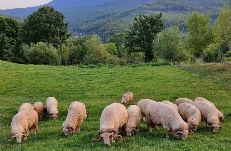 Proiect guvernamental de sprijin pentru sectorul ovin – investiții destinate prevenirii epizootiilor în fermele de ovine și caprine