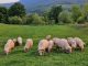 Proiect guvernamental de sprijin pentru sectorul ovin – investiții destinate prevenirii epizootiilor în fermele de ovine și caprine PAAAAA1BMVEWurq51dlI4AAAAAXRSTlMmkutdmwAAAA5JREFUKM9jGAWjYJABAAKUAAHoEAeuAAAAAElFTkSuQmCC