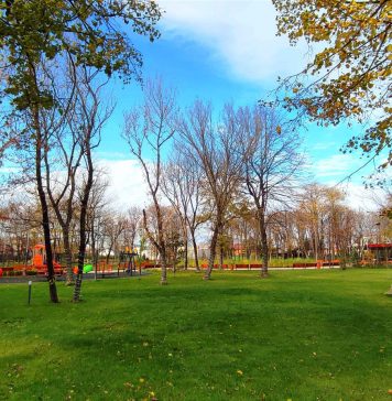 Proiect: Dosar penal pentru cei care taie sau distrug arbori din spațiile verzi urbane