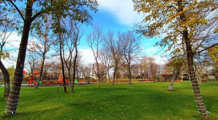 Proiect: Dosar penal pentru cei care taie sau distrug arbori din spațiile verzi urbane