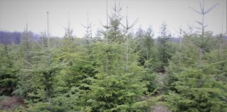 Romsilva vinde peste 30.000 de pomi de Crăciun