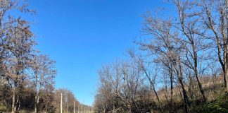 ULTIMA ORĂ Trafic blocat la intrarea în Panciu din cauza unui copac prăbușit pe carosabil