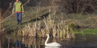 Lebăda înghețată, adusă la Centrul pentru Reabilitarea Faunei Sălbatice, a fost eliberată în natură