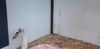VIDEO O lebădă înghețată a avut noroc: a ajuns la Centrul pentru Reabilitarea Faunei Sălbatice
