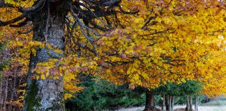 FOTO Imagini splendide din Parcul Natural Putna Vrancea