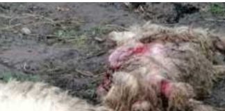 Oi omorâte de câinii fără stăpân, în comuna Tănăsoaia