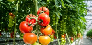 Programul de sprijinire a producției de tomate continuă și în 2023