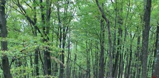 Cioban dat dispărut în comuna Milcovul