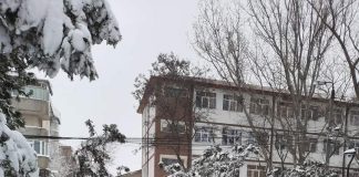 Copac doborât de viscol peste o mașină, în Focșani