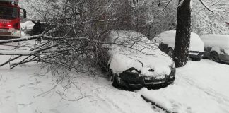 Viscolul a doborât un copac peste o mașină