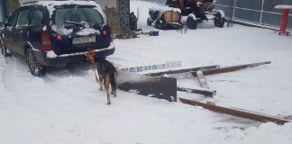 VIDEO Deszăpezire în Costișa de jos, cu plugul de lemn, ca acum o sută de ani