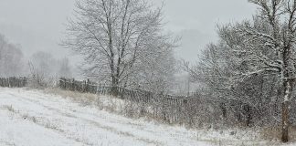 Cod galben de ger persistent în jumătatea de nord a țării