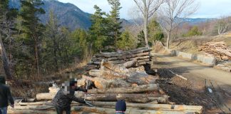 Acțiuni ale polițiștilor în sectorul silvic: amenzi de aproape 190.000 lei, confiscări de 245.000 lei și dosare penale