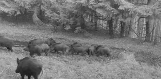 VIDEO Imagini cu un grup de porci mistreți, în pădurile din Vrancea