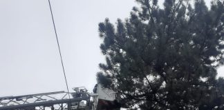 FOTO Pompierii adjudeni au salvat o pisică rămasă într-un copac