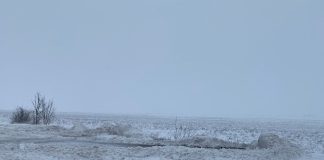 Cod galben de viscol la munte