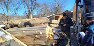 Confiscări de lemne, amenzi și dosare penale în urma unor controale în sectorul silvic