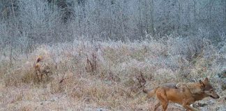 VIDEO Lupii, o comoară în Munții Vrancei