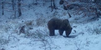 VIDEO Un urs însetat sparge gheața care acoperise un ochi de apă din Munții Vrancei
