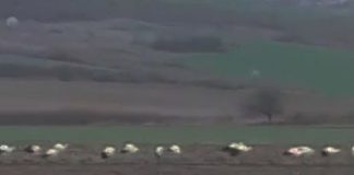 VIDEO Stol de berze pe un teren agricol din nordul județului