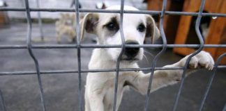 Târg de adopții pentru câinii de la padocul din Golești