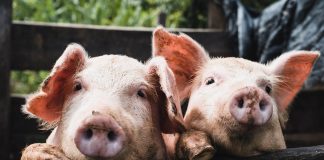 Mai multe controale la transportatorii de animale vii, mai ales în preajma granițelor