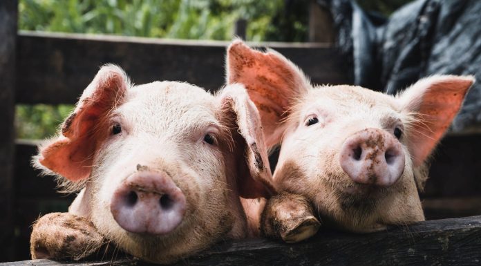 Crescătorii de porci pot depune cereri de ajutor de stat, la APIA, până în 30 octombrie