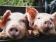 Crescătorii de porci pot depune cereri de ajutor de stat, la APIA, până în 30 octombrie PAAAAA1BMVEWurq51dlI4AAAAAXRSTlMmkutdmwAAAA5JREFUKM9jGAWjYJABAAKUAAHoEAeuAAAAAElFTkSuQmCC