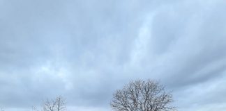 IPJ Vrancea: Controale și amenzi în sectorul silvic