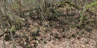 FOTO De Izvorul Tămăduirii, oamenii din Păunești au curățat izvoarele din pădure