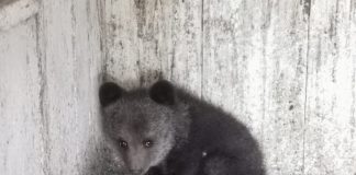 VIDEO Pui de urs, rătăcit de mamă, la Soveja