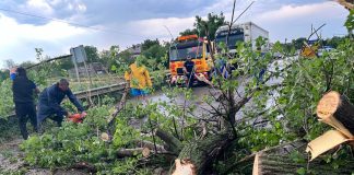 FOTO Copac doborât de vijelie pe DN23. Circulația a fost întreruptă