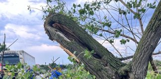 FOTO Copaci rupți, elemente de acoperiș desprinse de vijelie, în Focșani și alte două localități / Un bărbat a murit la Năruja