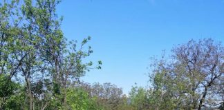 Razie a polițiștilor în sectorul silvic