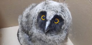 VIDEO Pui de ciuf de pădure adus la Centrul de Reabilitare de la Petrești. Micuțul fusese găsit în curtea unei școli din Galați